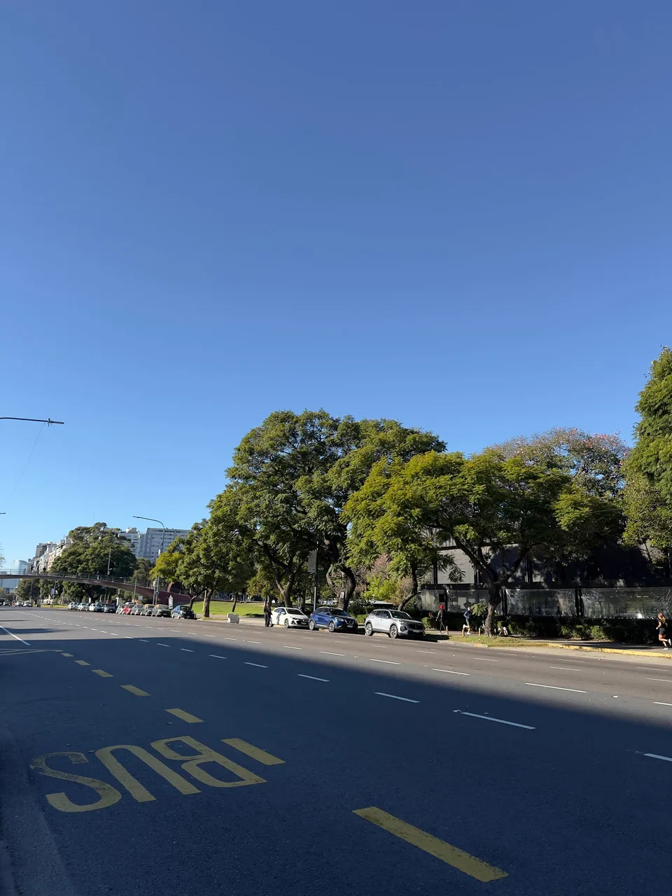 Avenida Figueroa Alcorta vacía con el carril exclusivo pintado en amarillo y la hilera de árboles
