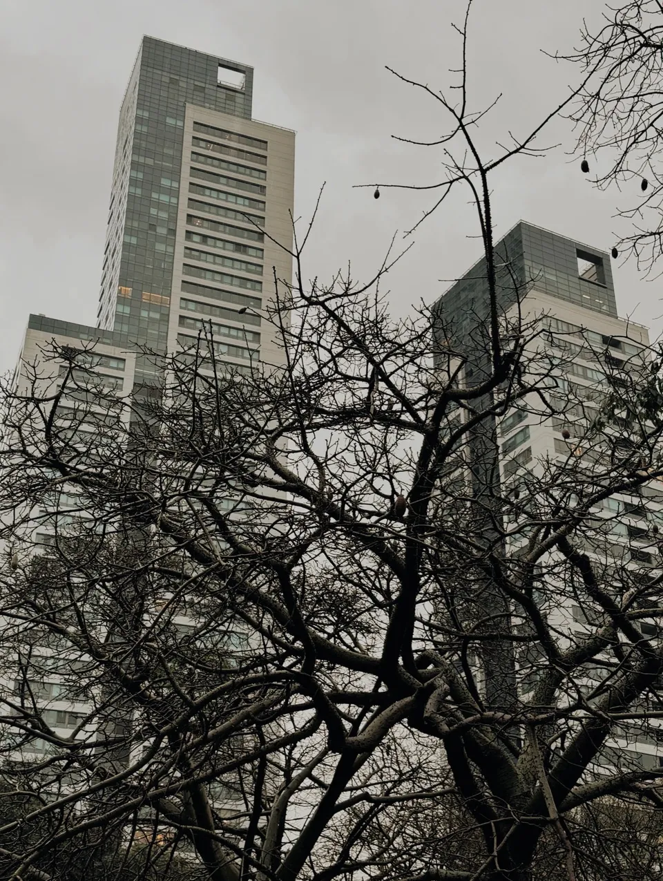 Torres grises detrás de un árbol sin hojas en un día cerrado de invierno